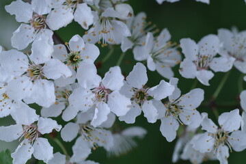 apple tree blossom