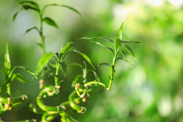 Obraz premium Green bamboo stems with leaves on blurred background, closeup