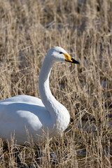 Swans and winter rice