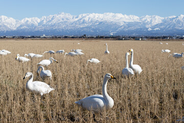 Swans and winter rice fields, Tateyama Mountain Range