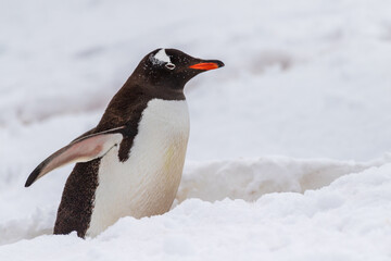 Obraz premium Close-up of a Gentoo Penguin -Pygoscelis papua- walking along a penguin highway in a snowy landscape of the colony at Danco island, on the Antarctic Peninsula