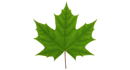 Isolated Fresh Green Maple Leaf Canada Symbol