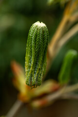 Young leaves awaken in spring and begin to grow from buds in beautiful natural light. Beautiful tree branch in spring.