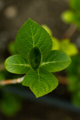 Young leaves awaken in spring and begin to grow from buds in beautiful natural light. Beautiful tree branch in spring.