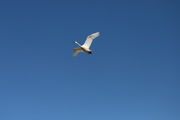 Swans flying in the blue sky