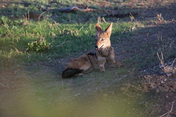 Jackal laying in the grass