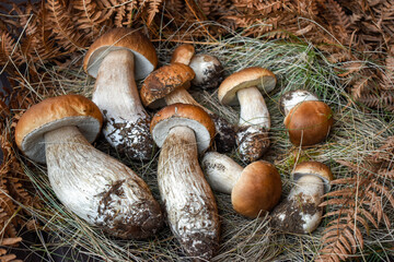 Porcini mushrooms in hay and dry fern leaves. Excellent mushrooms close-up.