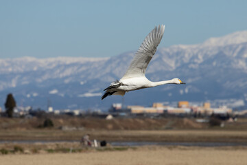 Swan spreads wings and flies through the sky