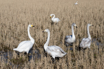 Juvenile and adult whooper swans flying from the north to Japan for wintering