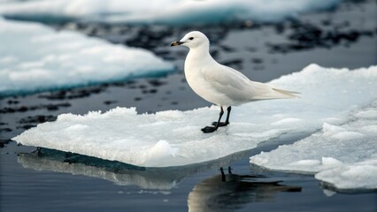 Save Arctic climate A high-resolution image of an ivory gull perched on melting ice, highlighting climate change impacts. Environmental protection and global warming.