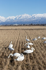 Swans and winter rice