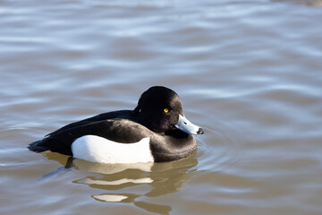 The Tufted Duck or Tufted Pochard (Aythya fuligula) floating in the pond