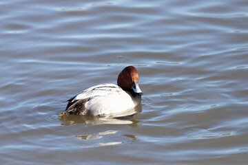 A male wild pochard ( Aythya ferina) floating in the pond.
