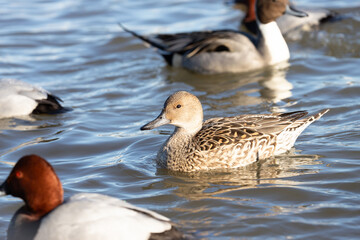 Northern Pintail, female
