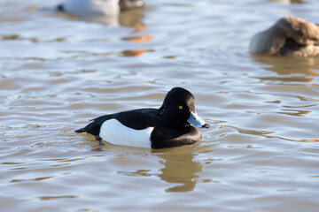 The Tufted Duck or Tufted Pochard is floating in the pond. Its scientific name is Aythya fuligula.