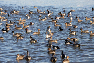 A flock of migratory birds gathered at the pond