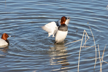 A male wild pochard ( Aythya ferina) spreads its wings in the pond.