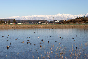 Snow mountain and a flock of ducks in the pond in the evening
