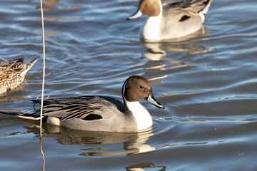 Male wild pintail (Anas acuta) wintering in Japan