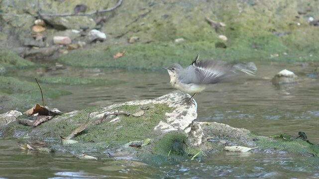 Bird Bathing in Mountains River Water, Brook, Motacilla Flava Birds Sunbathing by Crook in Nature, Natural Environment