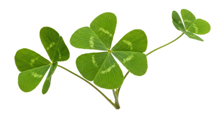 Isolated Three Leaf Clover St Patrick's Day Decoration