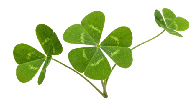 Isolated Three Leaf Clover St Patrick's Day Decoration