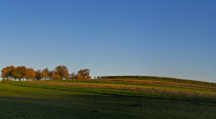 Kirschbaum, Rosalia, Bucklige Welt, NIederösterreich, Österrei