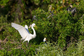Great Egret (Ardea alba) displaying in nest, Florida, United States.