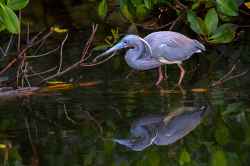 Tricolored Heron (Egretta tricolor) hunting in mangrove forest, Sanibel island, Florida, United States.