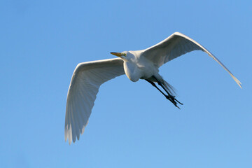 Great egret (Ardea alba) flying with blue sky, Venice Area Audubon Rookery, Florida, USA