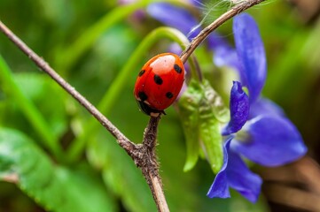 A bright red ladybug rests on a twig near a vibrant blue violet flower in the garden.