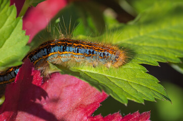 The closeup of blue and orange caterpillar of ground lackey on colorful red and green leaves in the garden
