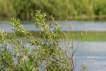 Common reed bunting landing on the branch of willow tree on the river bank