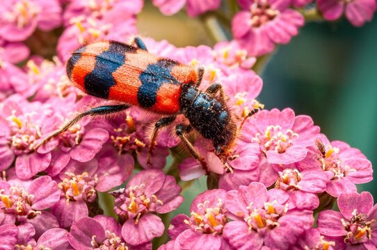 A vibrant trichodes apiarius beetle climbs over bright pink yarrow flowers, showcasing its beauty.
