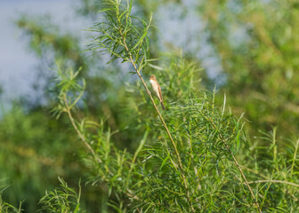 common reed warbler perched on the willow twig by river bank on sunny summer day