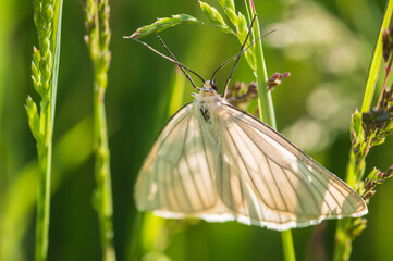 Close-up of black-veined moth on green grass
