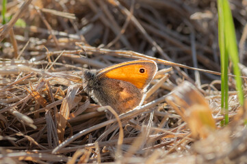 The closeup of small heath butterfly perched on the grass 