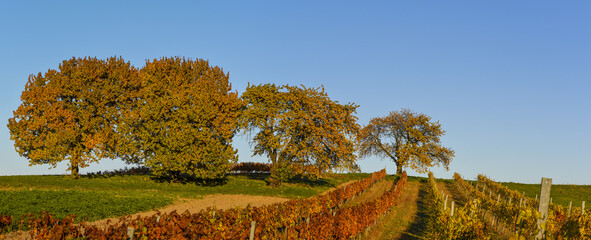 Kirschbaum, Rosalia, Bucklige Welt, NIederösterreich, Österrei