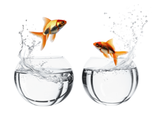 PNG Goldfish jumping between bowls