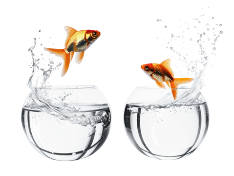 PNG Goldfish jumping between bowls - Powered by Adobe