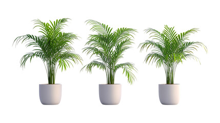 Fototapeta premium Pack of Areca Palm in Pot set Against Transparent Background for Interior Decor, Tropical Promotion, or Greenery Design Projects