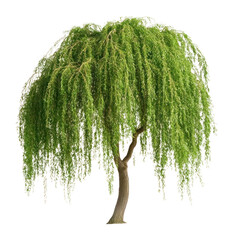 PNG Green weeping willow tree illustration silhouette botanical.