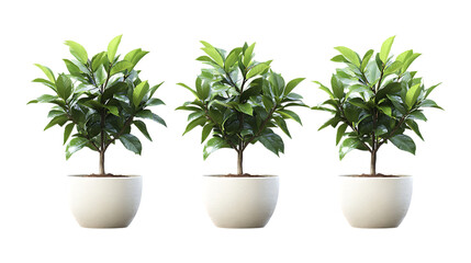 Obraz premium Pack of Camellia Sinensis Plant in Pot set Against Transparent Background for Tea Branding, Organic Farming Promotion, or Botanical Design Projects