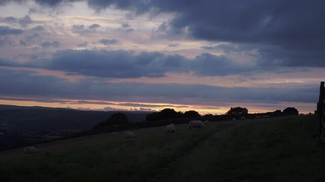 Evening sky in the countryside and sheep grazing scene stock footage