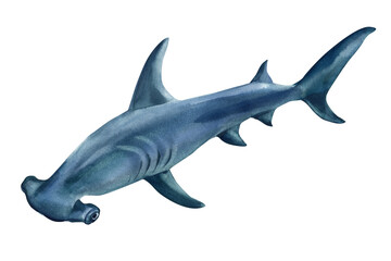 Hammerhead shark, hand painted ocean predator, Elegant watercolor marine wildlife illustration isolated on white, fish