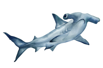 Watercolor hammerhead shark illustration, hand painted ocean predator fish, isolated marine animal clipart isolated