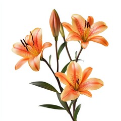 Stunning Orange Lilies Bouquet Three Blooming Flowers with Buds on a Branch Isolated on White Background