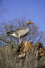 A male Greylag Goose (Anser anser) looks for a suitable nesting site in a tree. Berggarten - Hannover, Germany.