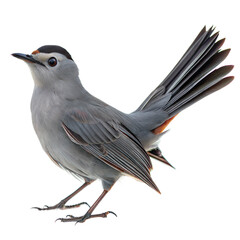 Gray Catbird AI Generated Image