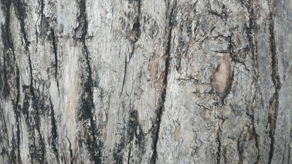 old wooden texture, rough wood textured surface background